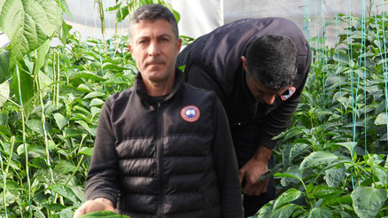 Zayıflamaya yardımcı oluyor ve vücuda ciddi faydaları var Hataylı çiftçi üretiyor: İstanbul, Ankara gibi şehirlerden yoğun talep görüyor