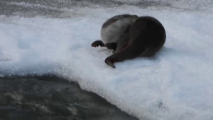 Erzurum’da şaşırtan görüntü Su samuru kamerada
