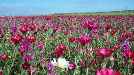 Endemik türler tehdit altında Endemik türler tehdit altında