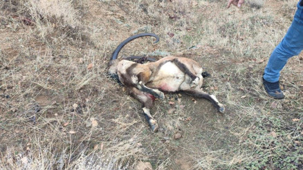 İYİ Parti Milletvekili Ünal Karamana yasak av cezası