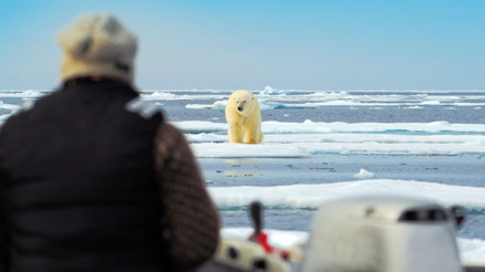Dünya kutup ayısı başkenti: Burada insanlar kutup ayıları ile iç içe yaşıyor… ‘Eğer size saldırırlarsa burnuna yumruk atın’