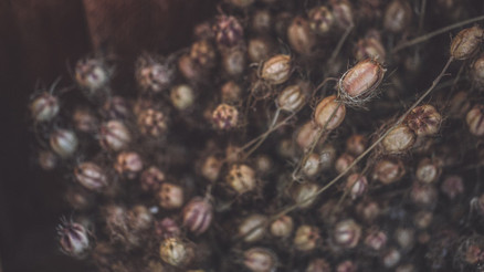 İyi gelmediği şey neredeyse yok Çörek otu sindirim sisteminizi baştan aşağı yeniliyor