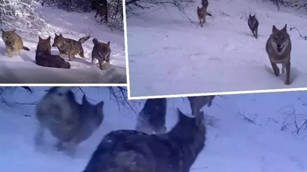 Uludağ’da kurt sürüsü fotokapanla görüntülendi