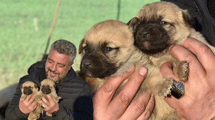 Kangal köpeği sevdası onu girişimci yaptı: Üretim çiftliği kurdu... Bu işteki en başarılı ırk Kangal köpeği sevdası onu girişimci yaptı: Üretim çiftliği kurdu... Bu işteki en başarılı ırk