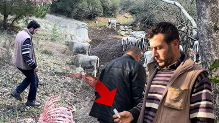 Devlet tarafından gen projesine alınmıştı Doğada yabani olarak yetişen özel ırk hayvanlara kurşun yağdırdılar