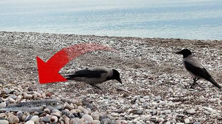 Sahillerde alarm verildi Siyanürden daha tehlikeli: İmha etmek yerine karaya bıraktılar