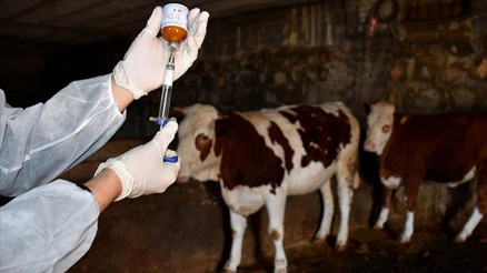 Almanyada şap paniği: 35 yıl sonra ilk kez görüldü