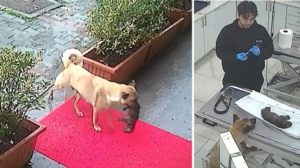 İstanbulda sahipsiz köpek ölmek üzere olan yavrusunu veteriner kliniğine getirdi... O anlar güvenlik kamerasında