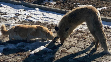 Vanda bir tilki ayakta donarak öldü