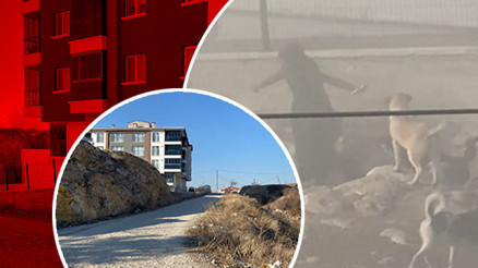 Ankarada dehşete düşüren görüntü Sokak köpekleri, İpek Kayaya saldırdı Ankarada dehşete düşüren görüntü Sokak köpekleri, İpek Kayaya saldırdı