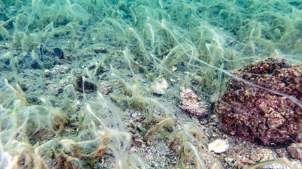 Müsilaj tekrar Marmara’yı sardı... Denizçayırları ve pinalar tehdit altında