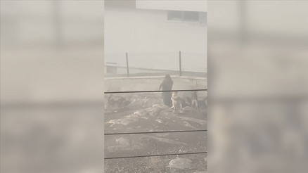 Ankarada bir kadın sahipsiz köpeklerin saldırısına uğradı O anlar kamerada Ankarada bir kadın sahipsiz köpeklerin saldırısına uğradı O anlar kamerada