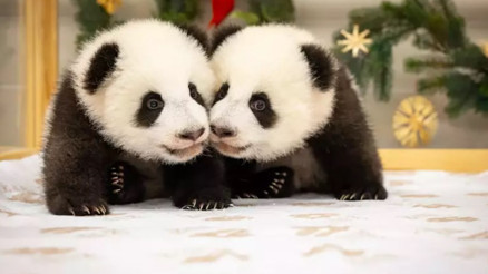 İkiz yavru pandalar ziyaretçileriyle tanıştı