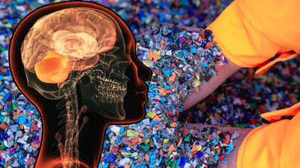 İnsan beyninde bir kaşık dolusu plastik bulundu Yemeklerden ve havadan geçiyorlar, tek tek hücrelerin içine yerleşiyorlar