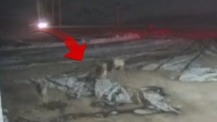 Sivasta kurt sürüsü Kangal köpeklerine saldırdı... O anlar kameralara böyle yansıdı