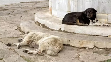 Tarım ve Orman Bakanlığından sahipsiz sokak hayvanları için valiliklere yazı Tarım ve Orman Bakanlığından sahipsiz sokak hayvanları için valiliklere yazı
