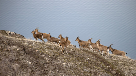 Koruma altındaki bir tür... Tuncelide karla kaplı zirvede görüntülendiler