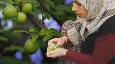 İlk erik hasadı yapıldı... Fiyatı yok artık dedirtiyor Sayarak paketliyorlar