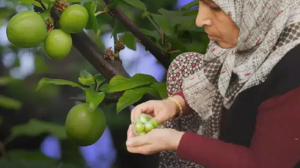 İlk erik hasadı yapıldı... Fiyatı yok artık dedirtiyor Sayarak paketliyorlar