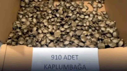 Sarp Gümrük Kapısında 910 su kaplumbağası ele geçirildi