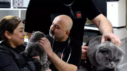 Adana’da, 6 milyonda 1 görülen çift cinsiyetli kedi ameliyat edildi