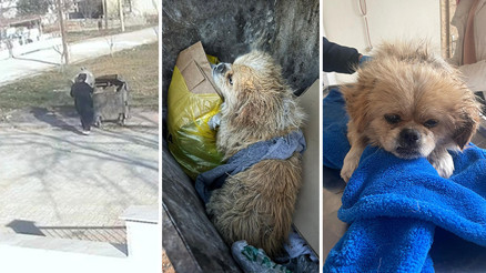 Büyük vicdansızlık Ayağını bağladığı köpeği çöpe attı Büyük vicdansızlık Ayağını bağladığı köpeği çöpe attı