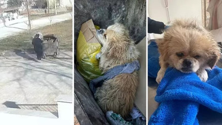 İple ayaklarını bağladığı köpeği çöpe attığı anlar güvenlik kamerasına yansıdı İple ayaklarını bağladığı köpeği çöpe attığı anlar güvenlik kamerasına yansıdı