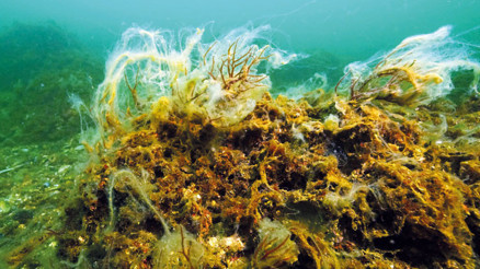 Müsilajın ekosisteme etkisi görüntülendi Müsilajın ekosisteme etkisi görüntülendi