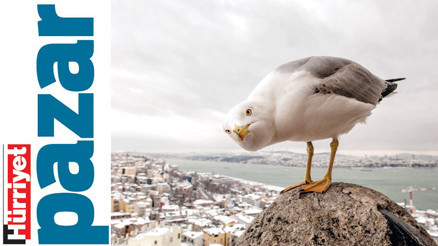 ‘Kayalıklara yuva yapanlar artık apartman çatılarına yerleşiyor’ ‘Kayalıklara yuva yapanlar artık apartman çatılarına yerleşiyor’