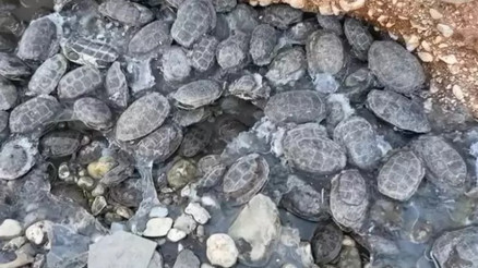 Dere yatağında mahsur kalan 316 kaplumbağa kurtarıldı