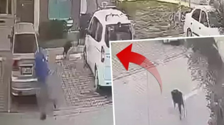 Sahipsiz köpeğin saldırısında yaralanan imam, Silivri Belediyesi ile İBB’den tazminat kazandı