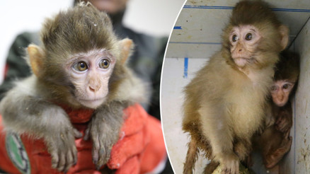 Habur Gümrük Kapısında ele geçirilen 2 maymun yavrusu korumaya alındı Habur Gümrük Kapısında ele geçirilen 2 maymun yavrusu korumaya alındı