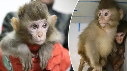 Habur Gümrük Kapısında ele geçirilen 2 maymun yavrusu korumaya alındı Habur Gümrük Kapısında ele geçirilen 2 maymun yavrusu korumaya alındı