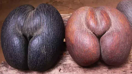 20 kg ağırlığında dünyanın en büyük ve ağır tohumu Coco de mer...200-400 yıl arası yaşıyorlar