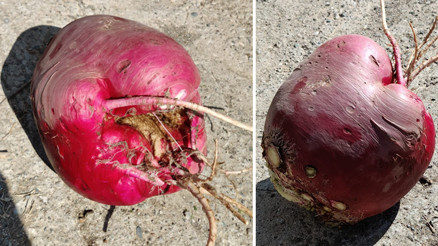 Hobi bahçesinde yetiştirdi... Dev turpu görenler şaşırıyor: Bu kadar büyük olacağını tahmin etmemiştim