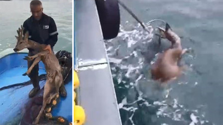 Köpeklerin saldırısından kaçarken denize düştü Karaca balıkçılar tarafından kurtarıldı