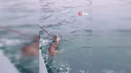 Denize düşen karaca, balıkçılar tarafından kurtarıldı