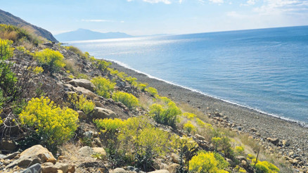 Hatay sahilinde yeşil miras... 50 endemik bitki yetişiyor