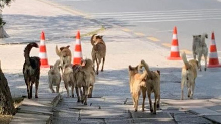 Ankara Valiliği’nden sahipsiz hayvanlar için yeni kararlar... Köpekleri geri bırakan belediyelere ceza yolda