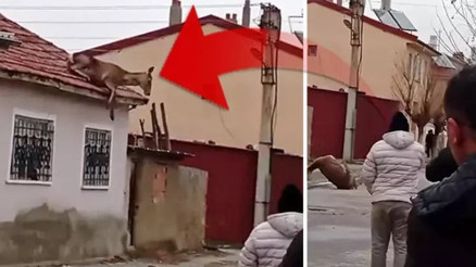 Köpeklerden korkup çatıya çıkan kızıl geyik, düşerek telef oldu