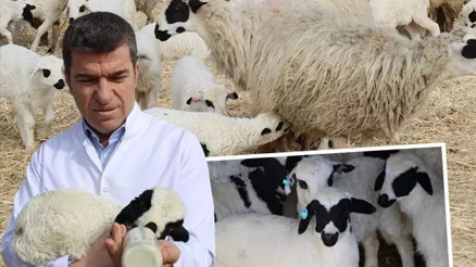 Süt kuzularının anneleriyle buluştuğu anlar kalpleri ısıtıyor