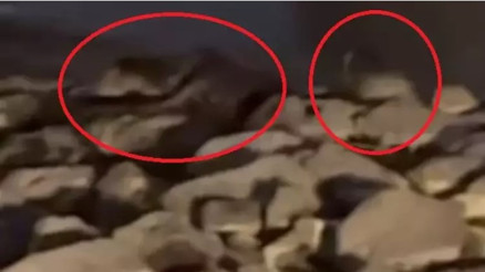 Diyarbakır’da 3 su samuru görüntülendi