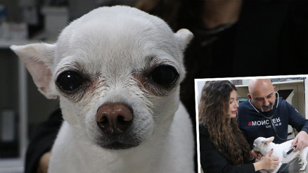 Sahibi artık uyku uyuyamaz hale gelmişti... Ameliyat olan köpek sağlığına kavuştu