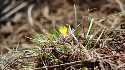 Son cemrenin toprağa düşmesiyle, baharın müjdecisi çiğdemler çiçek açtı