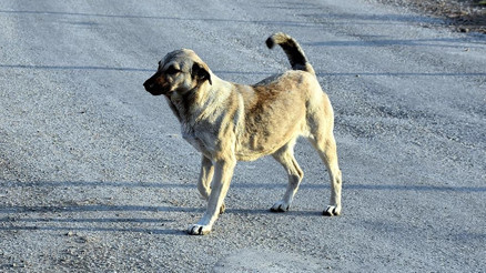 İzmirde sahipsiz köpeğin saldırısına uğrayan 6 yaşındaki çocuk yaralandı
