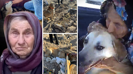 Necla Teyzenin köpekleri sahipsiz bırakılmadı... Bambam Ülker Güleryüzün mezarının başından ayrılmadı Necla Teyzenin köpekleri sahipsiz bırakılmadı... Bambam Ülker Güleryüzün mezarının başından ayrılmadı