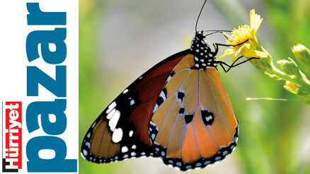 Okulda dinozorlar, okyanusta yeni mikroplar