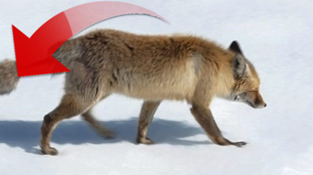 Artvinde görüntülenen tilkinin kuyruğu şaşkına çevirdi