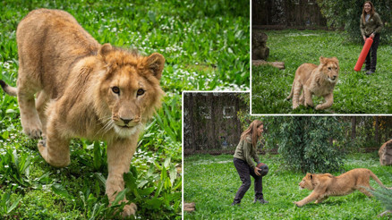 İzmirde bir çiftlikten kurtarılan yavru aslan, koruma altına alındı Kedi mamasıyla beslemişler...
