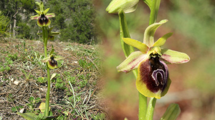 Kemer orkideleri açmaya başladı... Koparmanın cezası 557 bin 212 TL